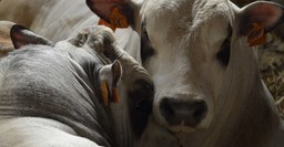 Immagine MANZO-RAZZA-PIEMONTESE.jpg - {Immagine MANZO-RAZZA-PIEMONTESE.jpg} - [129283]