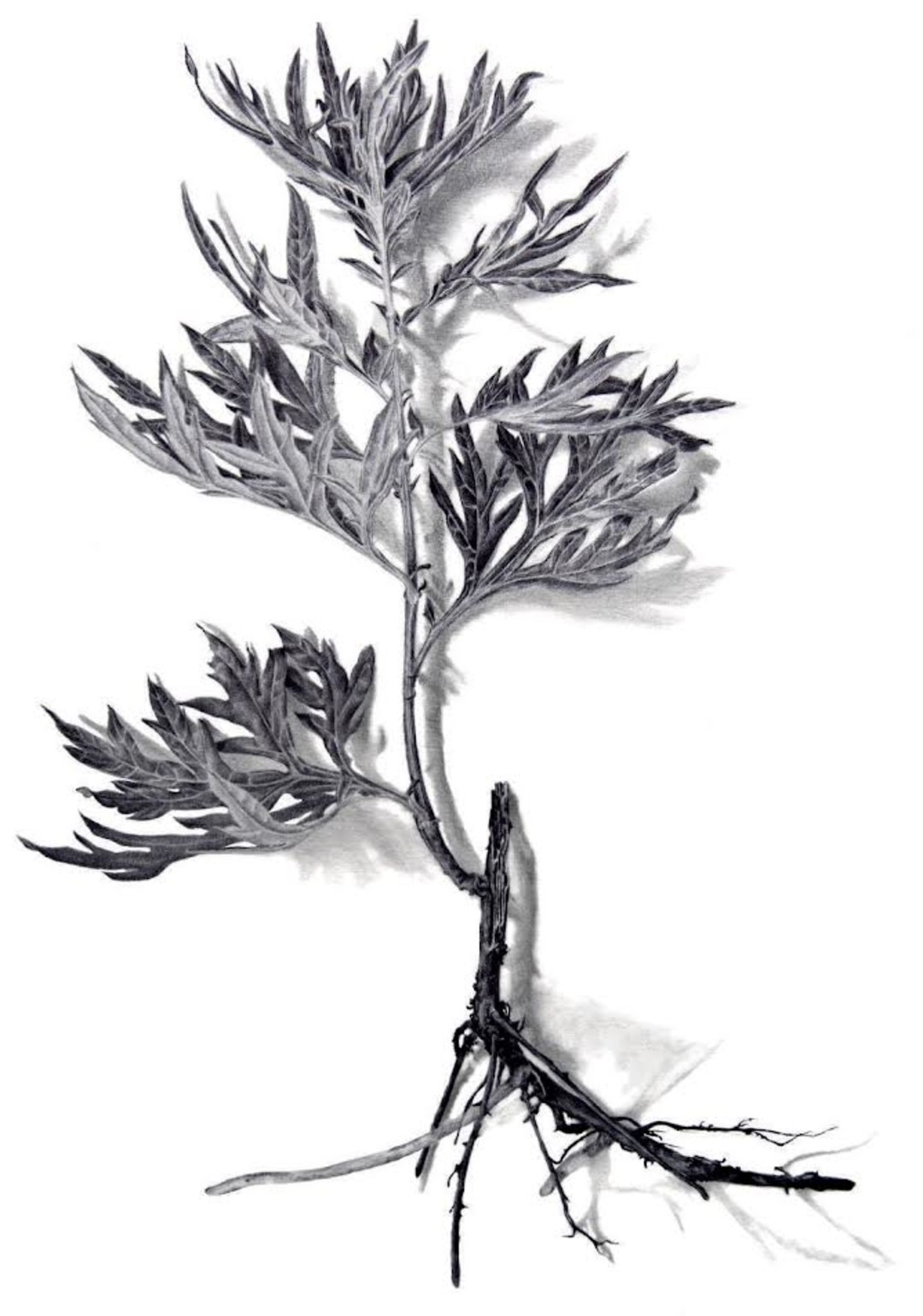 0.jpg - {0.jpg} - [129436]