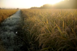 field-4379634_1280.jpg - {field-4379634_1280.jpg} - [130029]