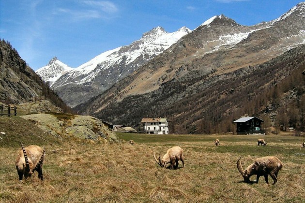 BiodiversitaPiemonte.jpg - {BiodiversitaPiemonte.jpg} - [131135]