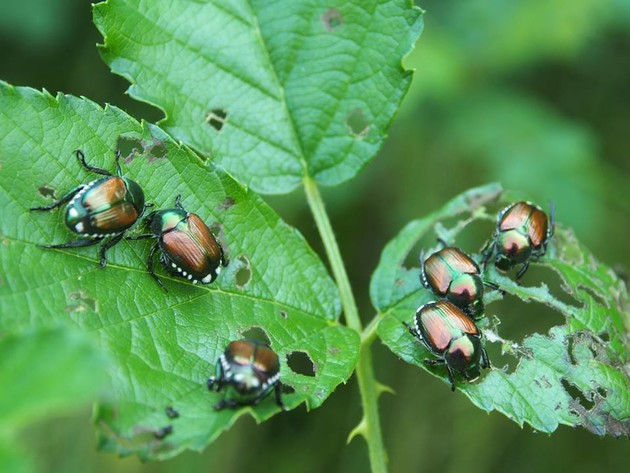 Popillia japonica.jpg - {Popillia japonica.jpg} - [131473]