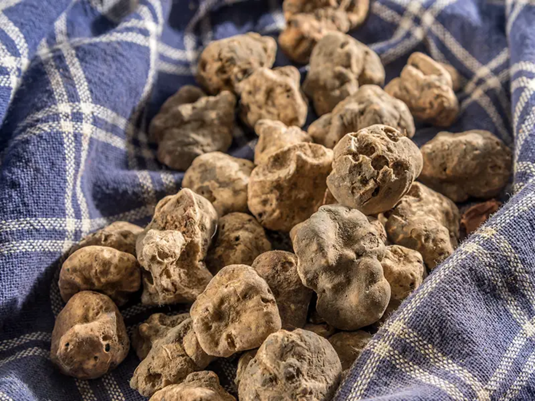 Immagine Tartufo.png - {Immagine Tartufo.png} - [132121]