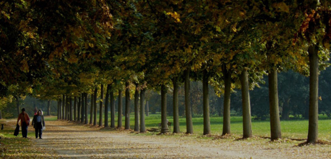 VialiAlberatiTorino.jpg - {VialiAlberatiTorino.jpg} - [132217]