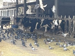 $R001EVE.jpg - {$R001EVE.jpg} - [132353]