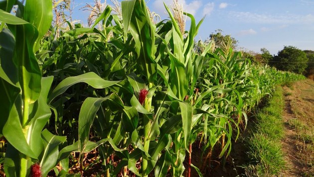 Mais.jpg - {Mais.jpg} - [132793]