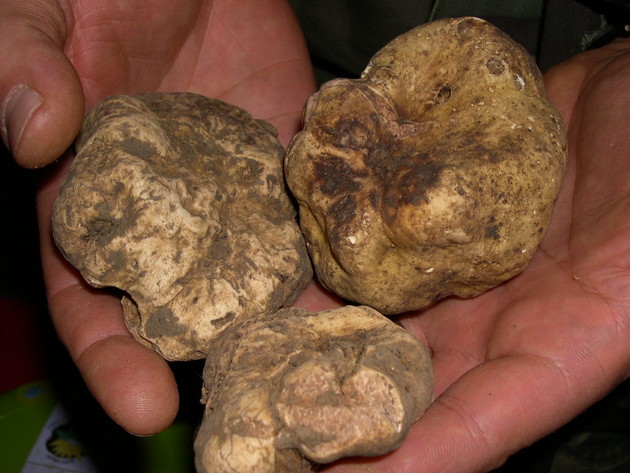 tartufi-bianchi.jpg - {tartufi-bianchi.jpg} - [132961]