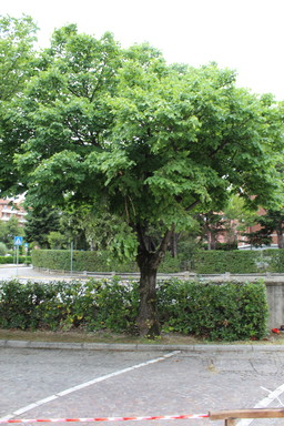 Foto alberi.jpg - {Foto alberi.jpg} - [134586]