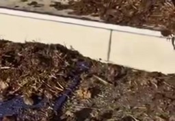 Letama nella sede della Stampa di Torino.jpg - {Letama nella sede della Stampa di Torino.jpg} - [135011]