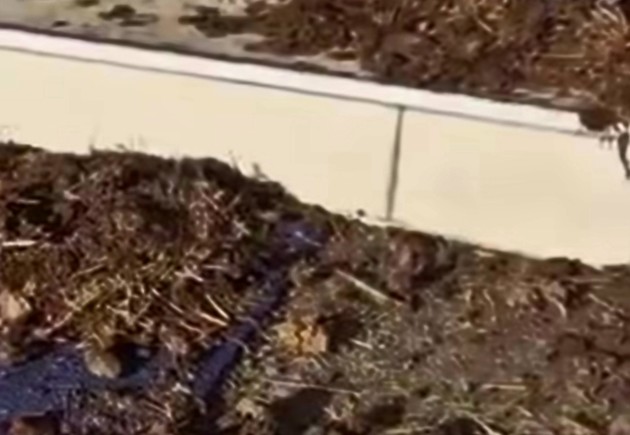 Letama nella sede della Stampa di Torino.jpg - {Letama nella sede della Stampa di Torino.jpg} - [135011]