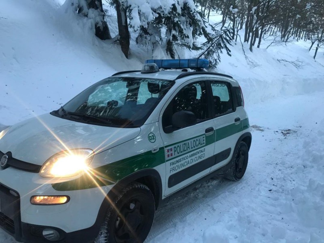 Panda-del-nucleo-forestale-e1764936594903.jpg - {Panda-del-nucleo-forestale-e1764936594903.jpg} - [135427]