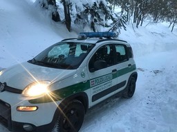 Panda-del-nucleo-forestale-e1764936594903.jpg - {Panda-del-nucleo-forestale-e1764936594903.jpg} - [135427]