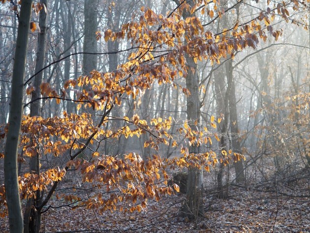 Bosco del merlino.jpg - {Bosco del merlino.jpg} - [135851]