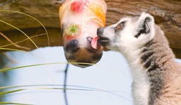 ZoomPark.jpg - {ZoomPark.jpg} - [13739]