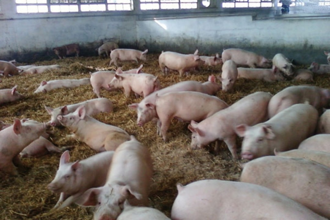 aziende suinicole piemontesi.jpg - {aziende suinicole piemontesi.jpg} - [137821]