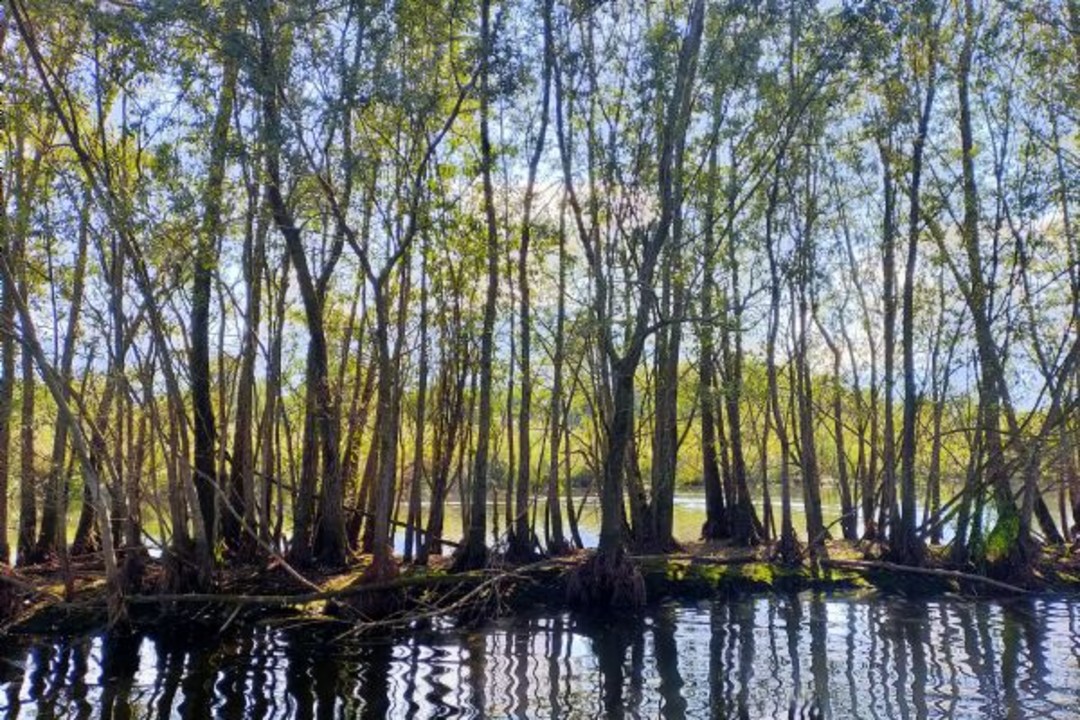 Foto Parco del Ticino.jpg - {Foto Parco del Ticino.jpg} - [13795]