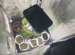 Scoperta coltivazione illegale.jpg - {Scoperta coltivazione illegale.jpg} - [138461]