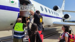 Falcon50Neonata.jpg - {Falcon50Neonata.jpg} - [13851]