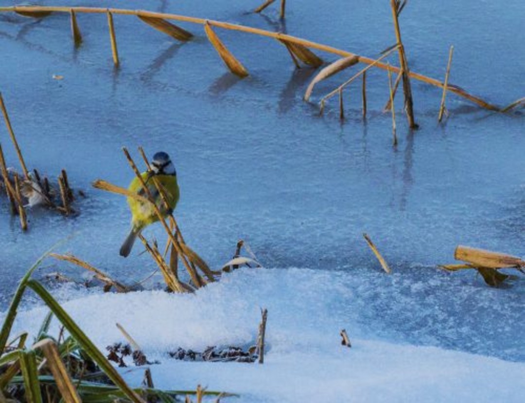 oasi_madonnina_cado-52-500x384.jpg - {oasi_madonnina_cado-52-500x384.jpg} - [139109]