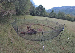 Pig-Brig.jpg - {Pig-Brig.jpg} - [139813]