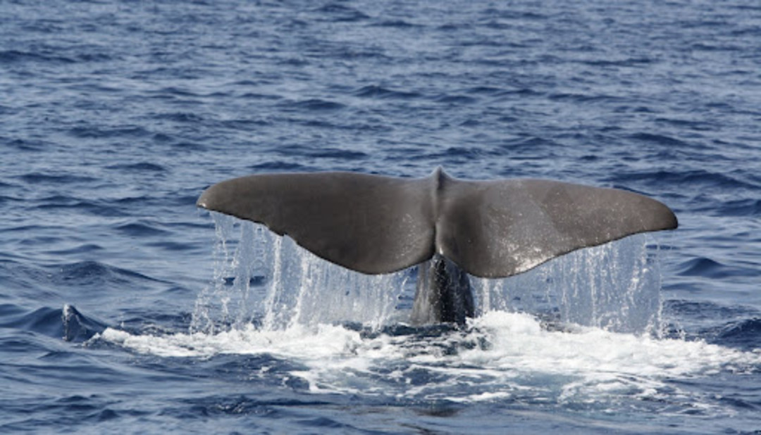 mare cetacei.jpg - {mare cetacei.jpg} - [1403]