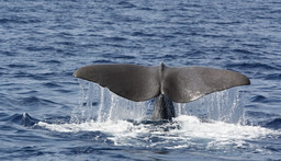 mare cetacei.jpg - {mare cetacei.jpg} - [1403]