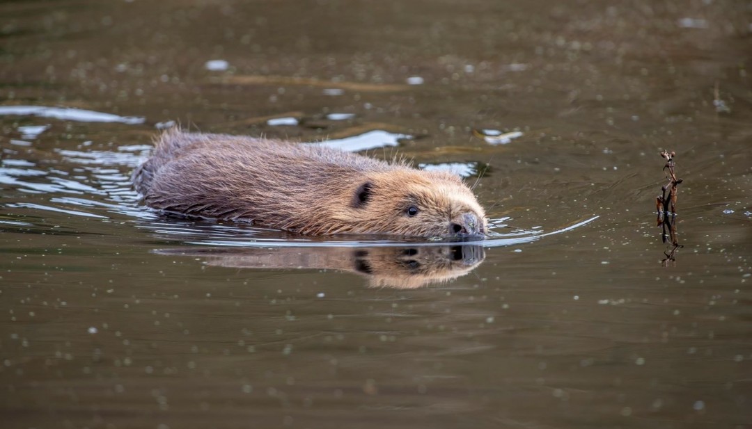 Castoro euroepo.jpg - {Castoro euroepo.jpg} - [140461]