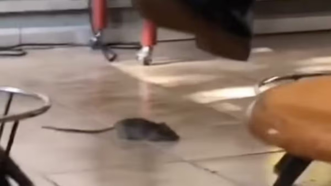 RoditoreScuola.jpg - {RoditoreScuola.jpg} - [140565]