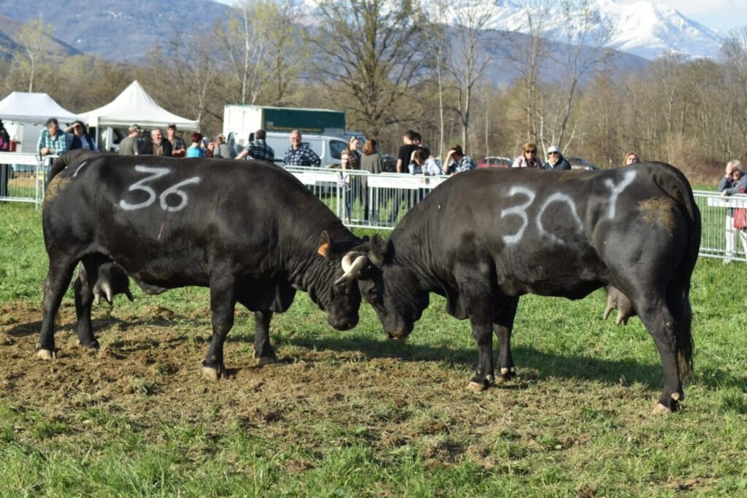 Reines.jpg - {Reines.jpg} - [141494]