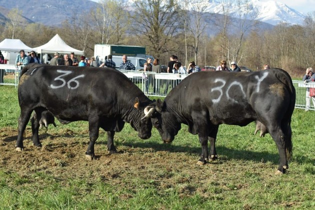 Reines.jpg - {Reines.jpg} - [141494]