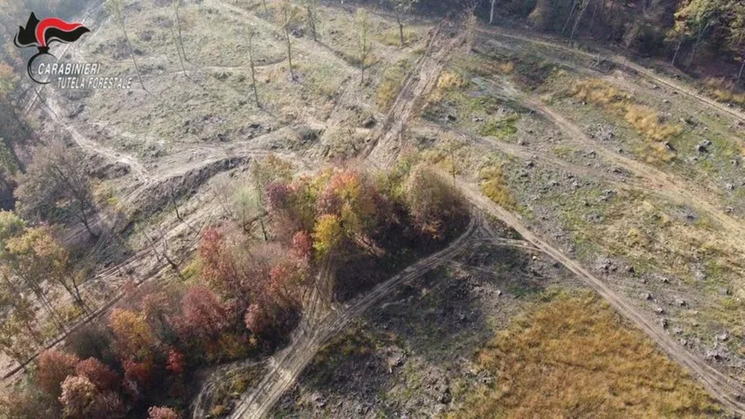 ParcoMandriaDisboscamentoIllecito.jpg - {ParcoMandriaDisboscamentoIllecito.jpg} - [141567]