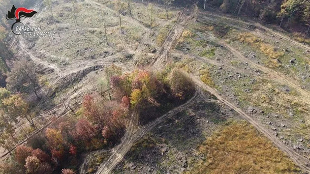 ParcoMandriaDisboscamentoIllecito.jpg - {ParcoMandriaDisboscamentoIllecito.jpg} - [141567]