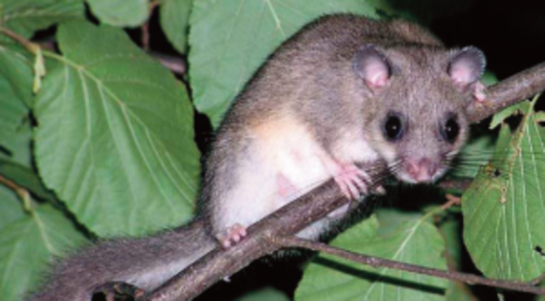 Ghiro.png - {Ghiro.png} - [142704]