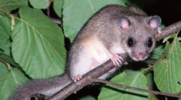 Ghiro.png - {Ghiro.png} - [142704]