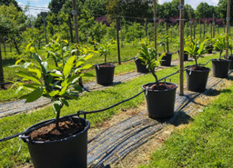 Foto castagni alberi.jpg - {Foto castagni alberi.jpg} - [143624]