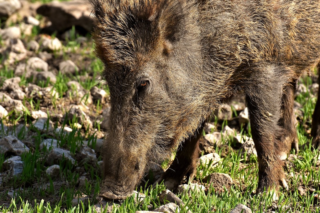 Cinghiale01.jpg - {Cinghiale01.jpg} - [144339]