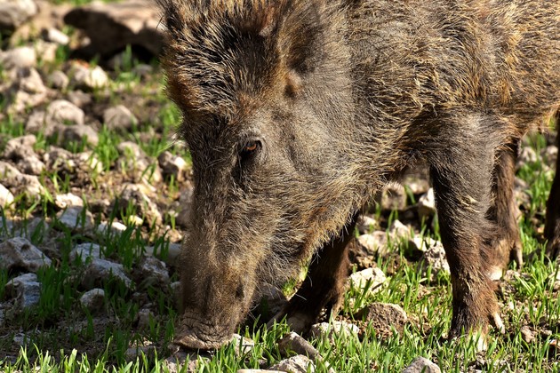 Cinghiale01.jpg - {Cinghiale01.jpg} - [144339]