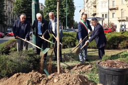 TorinoPiannutmaAlberi.jpeg - {TorinoPiannutmaAlberi.jpeg} - [145540]