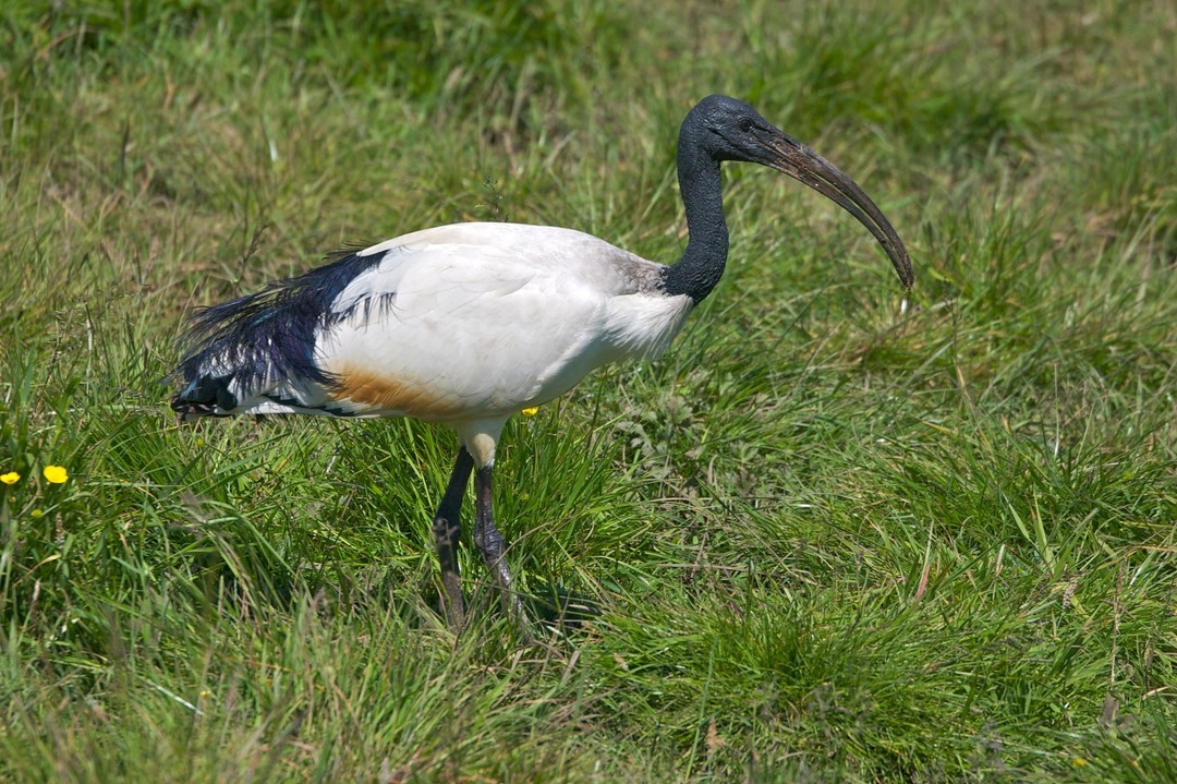 L'Ibis Sacro.jpg - {L'Ibis Sacro.jpg} - [145829]