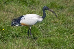 L'Ibis Sacro.jpg - {L'Ibis Sacro.jpg} - [145829]