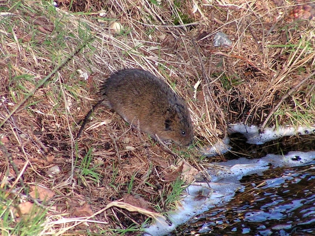 Arvicola.jpg - {Arvicola.jpg} - [146527]