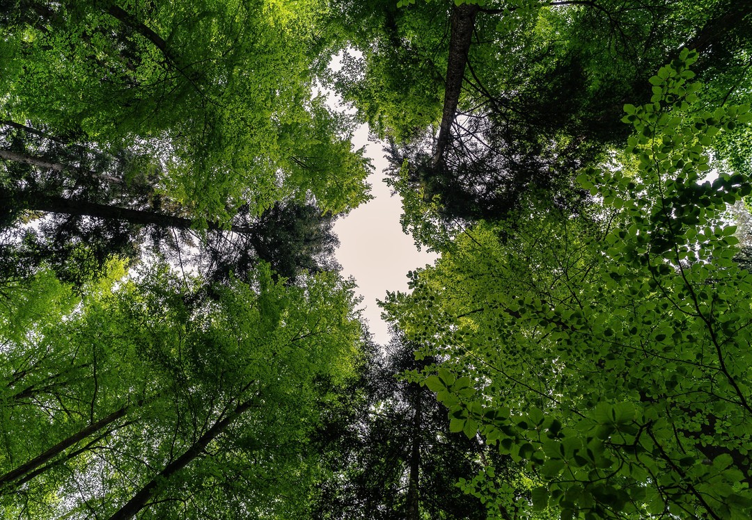 Foto foreste bosco natura.jpg - {Foto foreste bosco natura.jpg} - [146648]