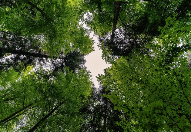 Foto foreste bosco natura.jpg - {Foto foreste bosco natura.jpg} - [146648]