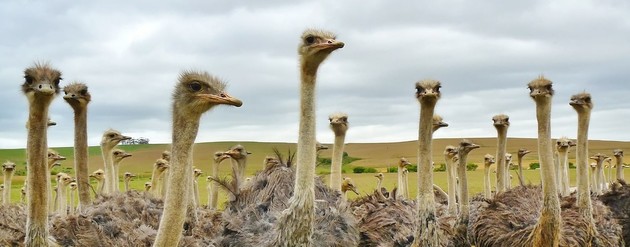 Foto Isbe struzzi.jpg - {Foto Isbe struzzi.jpg} - [146736]