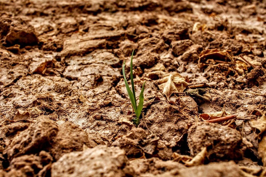 Foto siccità agricoltura.jpg - {Foto siccità agricoltura.jpg} - [147201]