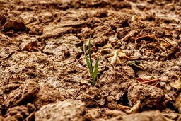 Foto siccità agricoltura.jpg - {Foto siccità agricoltura.jpg} - [147201]
