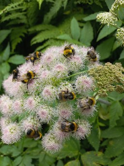 Impollinatori.jpg - {Impollinatori.jpg} - [147681]
