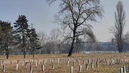 AlberiMorti.jpg - {AlberiMorti.jpg} - [148009]