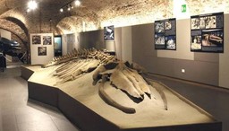 Museo del Paleontologico.jpg - {Museo del Paleontologico.jpg} - [148633]