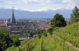 VendemmiaTorino.jpg - {VendemmiaTorino.jpg} - [148705]