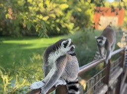 Lemuri.jpg - {Lemuri.jpg} - [149745]